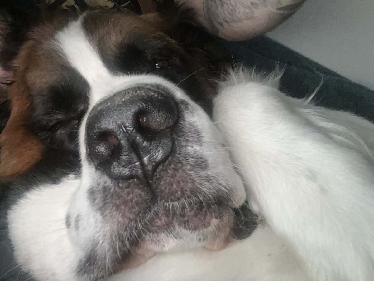 #saintbernard