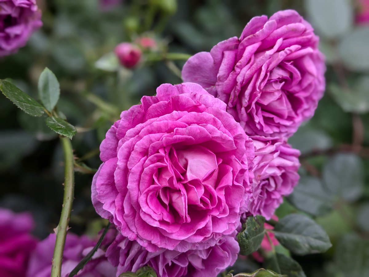 Good morning Twitter 
If it was windy last night I slept through it
A dryish day ahead, lots of apple block pruning 
Lilith continues fattening up and purring, frank has joined us and I needed the lights on this morning! 😱
Have a great day!