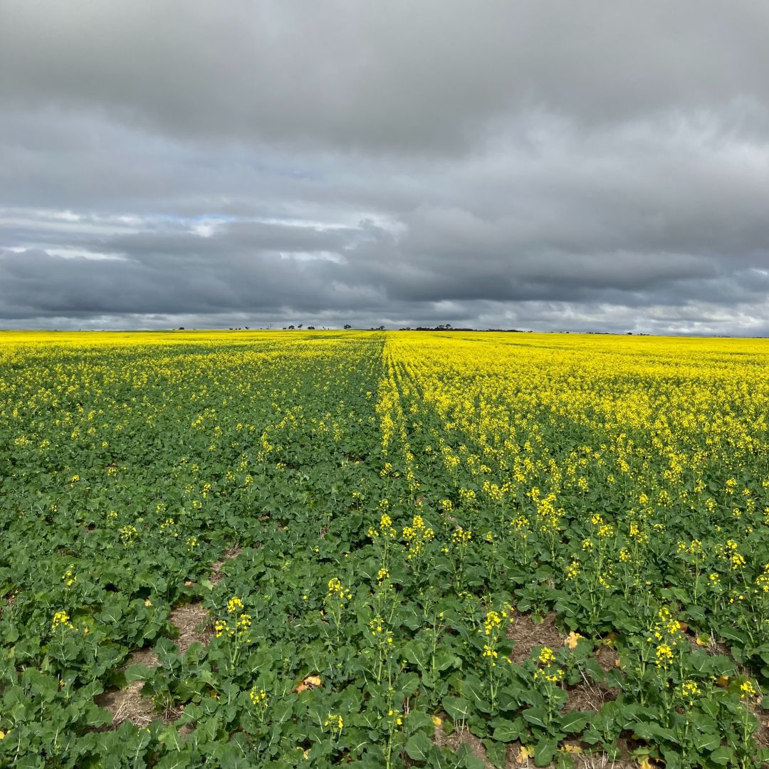 🌼 #Canola near #Merredin WA approached flowering in mid-July, the difference between #Nuseed Hunter TF (left) and Nuseed Emu TF (right) was clear.

This CAT trial will help local growers determine which of these two TruFlex® hybrid canola lines is more suitable for the area. ✅
