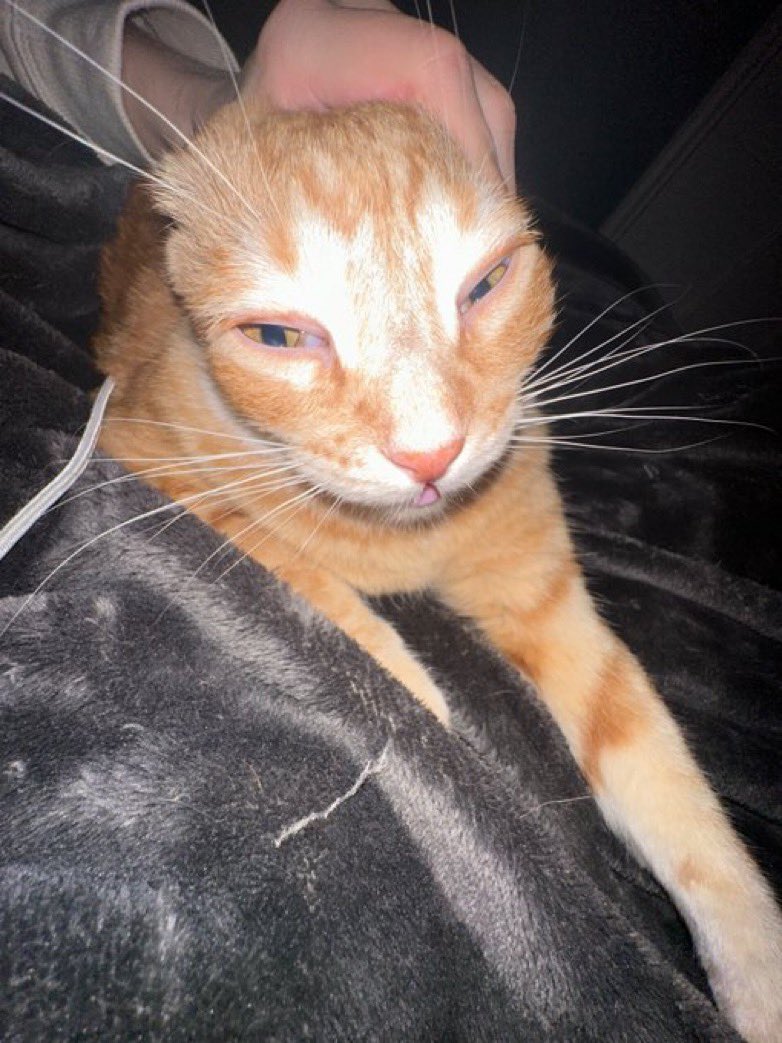 CatsHeld's tweet photo. https://t.co/MIT5gxN4W8