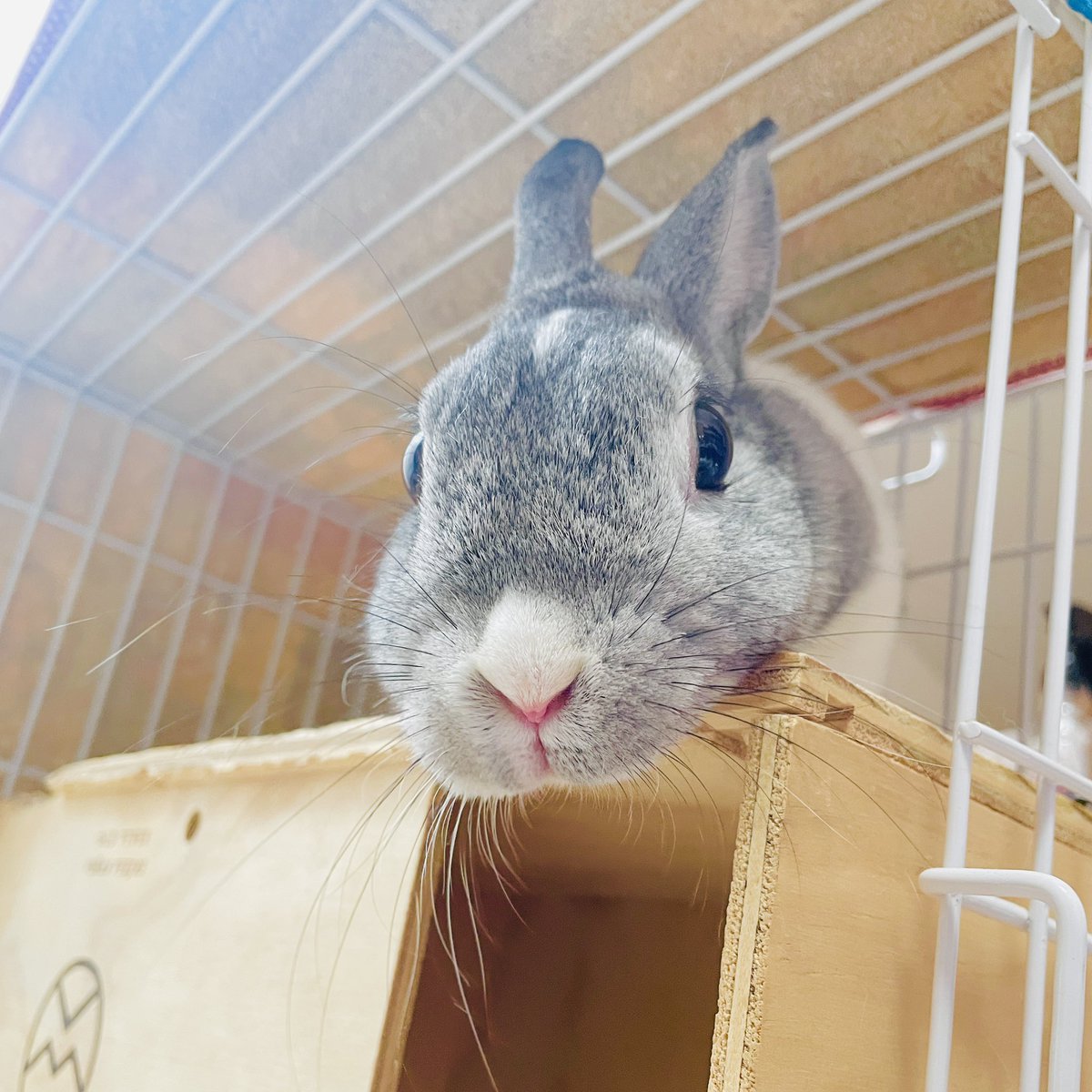 niconicousa's tweet photo. のぞいてくるシフォンケーキ🍰

#うさぎがいる暮らし 
#うさぎのいる暮らし
#うさぎがいる生活
#うさぎのいる生活
#うさけつ
#うさぎ
#ミニうさぎ https://t.co/EHPsbzmWS3