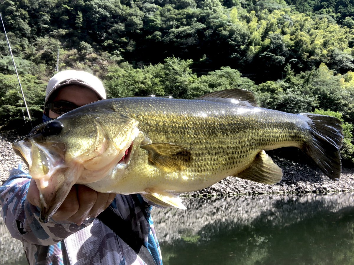 AnglerMattui's tweet photo. 朝はオナモミ畑で癒しのコバス釣り…
減水しすぎて射程圏に殆どでかいのがいないので即移動

移動先のリザーバーでエビ食いの簡単な集団に遭遇

フリックのリアクションサイトで50ちょいくらいのと40後半

四国のバスはリアクション耐性低いから楽して釣れる笑

#四国バス釣り
#夏バス https://t.co/d4S3aqtLG0