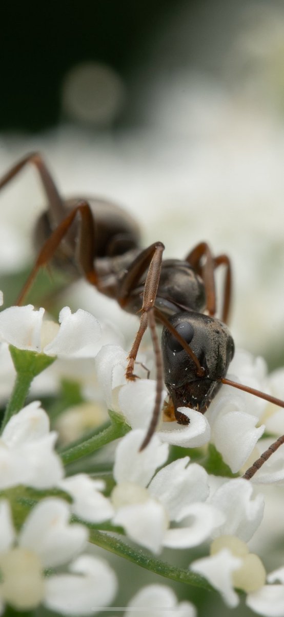 Share your photos of insects! 🐜