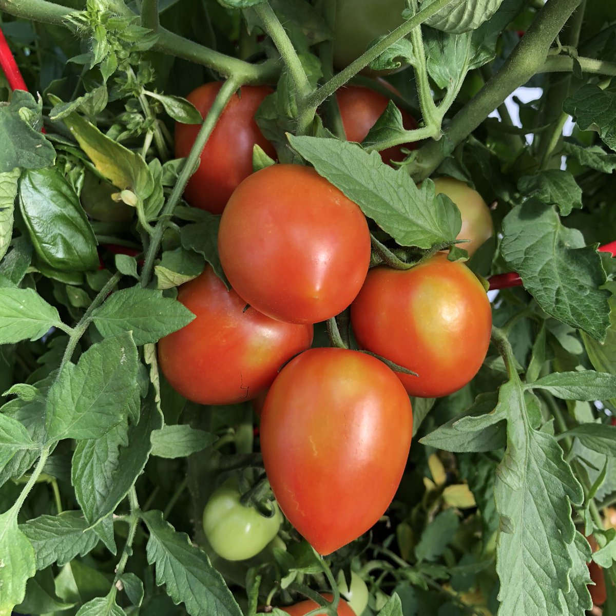 eHahoRw's tweet photo. A farmer from @NyagatareDistrict,Karangazi Sector has #4tons of tomatoes ready for sale at 500 Rwf/kg. Purchase directly from the farmer by visiting https://t.co/EDkSYfmAcv or call us at +250786506040. https://t.co/xlbN7haZPm