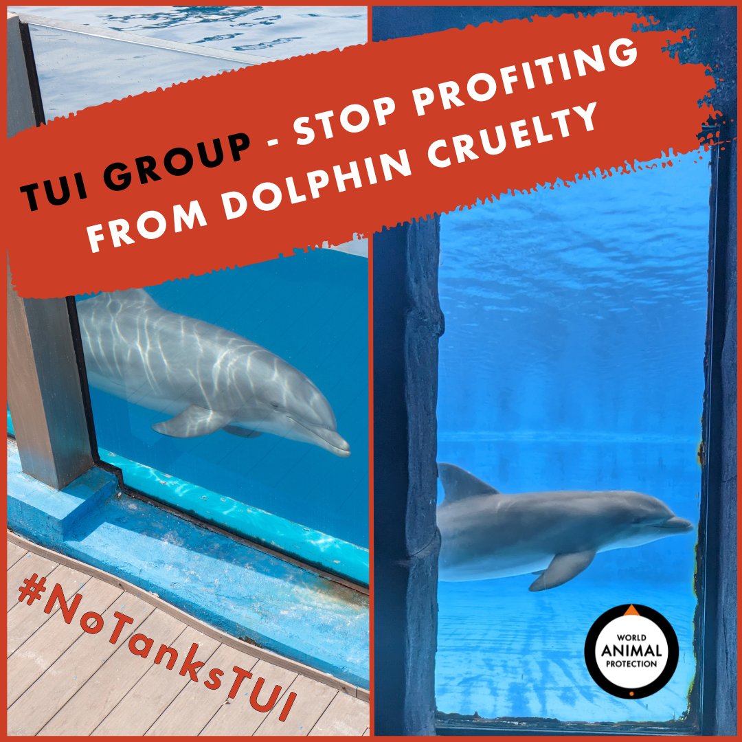 When you've seen dolphins in the wild, you know that confining them in tanks 4 entertainment is just wrong.
I’ve joined <a href="/MoveTheWorldUK/">World Animal Protection UK</a>’s campaign calling on <a href="/TUIGroup/">TUI Group</a> to stop profiting from captive dolphins. To demand change, sign the petition today: bit.ly/4fEASty 🐬🐬