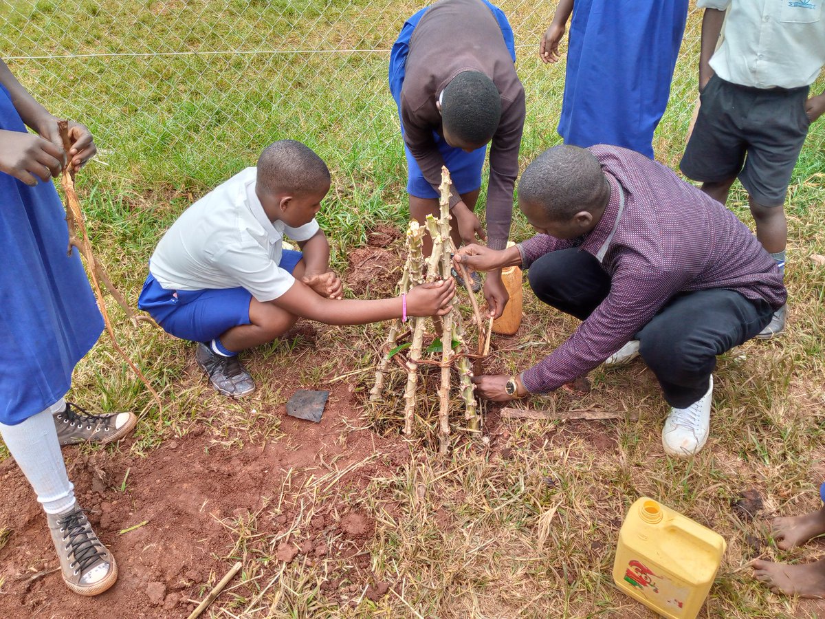 MugogoMark's tweet image. There is no doubt that a child's experiences while young create long-lasting memories. If a child plants a tree, they will count it as a great contribution to environmental protection, and it will be a long-lasting memory that will keep them motivated to continue with the spirit.
