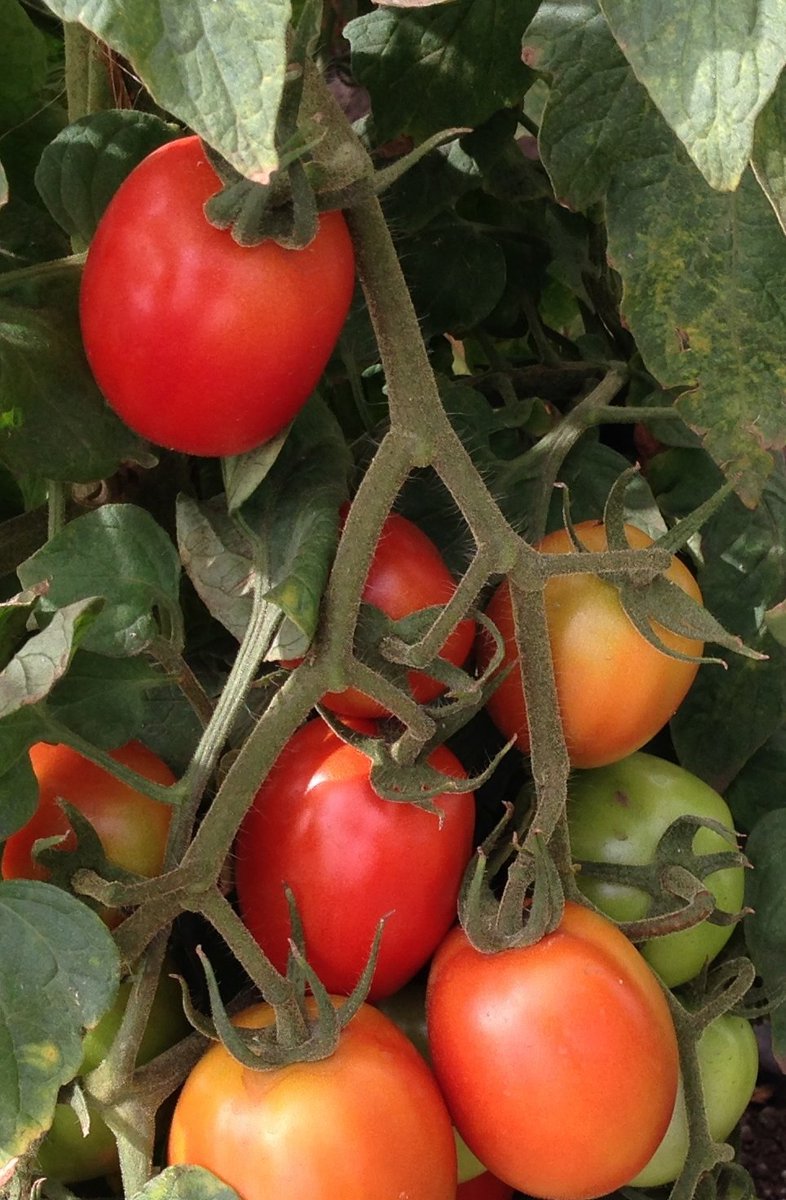 eHahoRw's tweet photo. A farmer from @NyagatareDistrict,Karangazi Sector has #4tons of tomatoes ready for sale at 500 Rwf/kg. Purchase directly from the farmer by visiting https://t.co/EDkSYfmAcv or call us at +250786506040. https://t.co/xlbN7haZPm