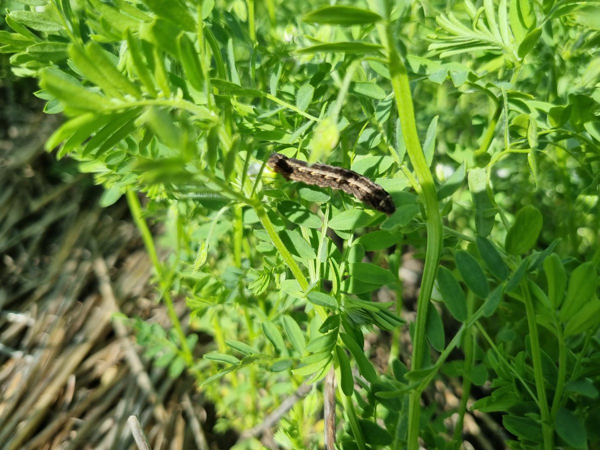 Keep on the lookout for grubs, this was west of scaddan, didnt have sweep net in the ute yet for a proper count