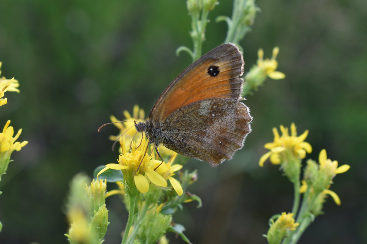 RBAbuzz's tweet photo. Les suivis de notre programme #CoupdPousse se poursuivent dans la région Grand Est !
Les #jachères en fleur attirent les #insectes #pollinisateurs qui ne disent pas non à un petit ravitaillement 🐝
@regiongrandest https://t.co/PvO6n8Z1fk