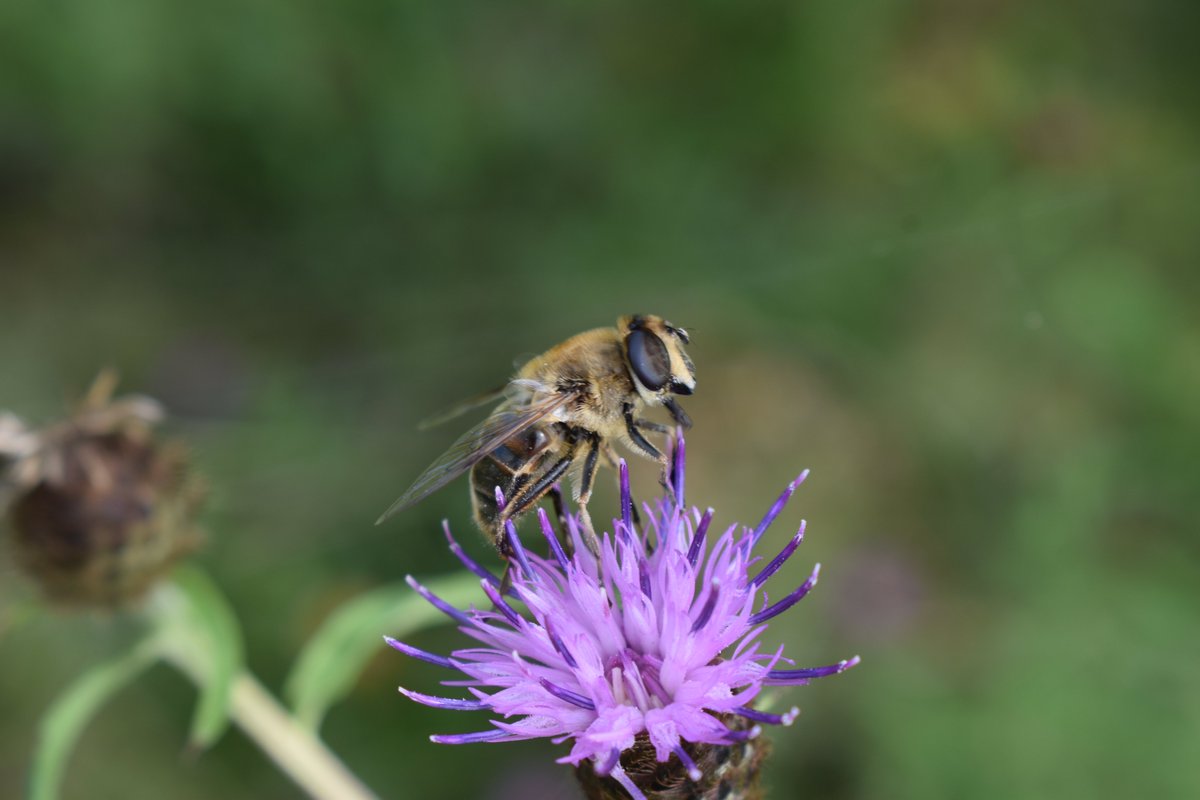 RBAbuzz's tweet photo. Les suivis de notre programme #CoupdPousse se poursuivent dans la région Grand Est !
Les #jachères en fleur attirent les #insectes #pollinisateurs qui ne disent pas non à un petit ravitaillement 🐝
@regiongrandest https://t.co/PvO6n8Z1fk