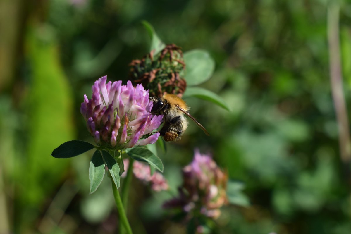 RBAbuzz's tweet photo. Les suivis de notre programme #CoupdPousse se poursuivent dans la région Grand Est !
Les #jachères en fleur attirent les #insectes #pollinisateurs qui ne disent pas non à un petit ravitaillement 🐝
@regiongrandest https://t.co/PvO6n8Z1fk