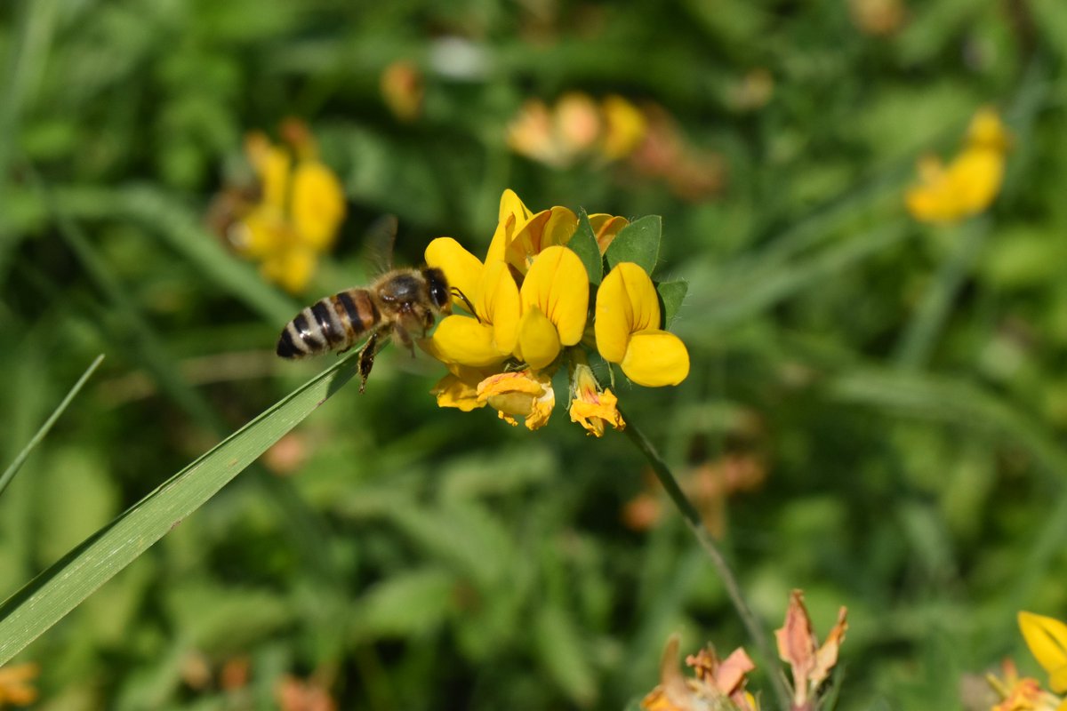 RBAbuzz's tweet photo. Les suivis de notre programme #CoupdPousse se poursuivent dans la région Grand Est !
Les #jachères en fleur attirent les #insectes #pollinisateurs qui ne disent pas non à un petit ravitaillement 🐝
@regiongrandest https://t.co/PvO6n8Z1fk