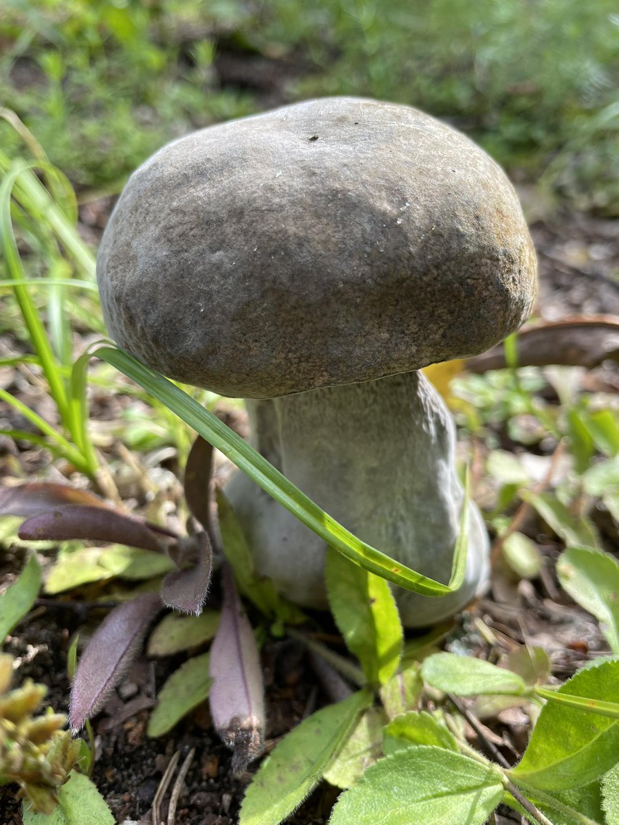 BeeESTmesila's tweet photo. mushrooms https://t.co/CWyQFLvv1g