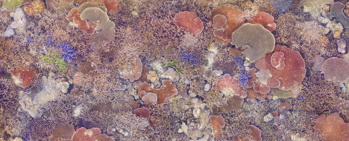 gretsea's tweet photo. A stunning orthomosaic of my beloved "spur B" in Ngederrak Reef  created by my friends and colleagues at @Stanford. Pretty impressive considering that until 11 years ago coral cover was non-existent! Looking forward to seeing my recovery study published on @SpringerCORE https://t.co/NKO04ppQic