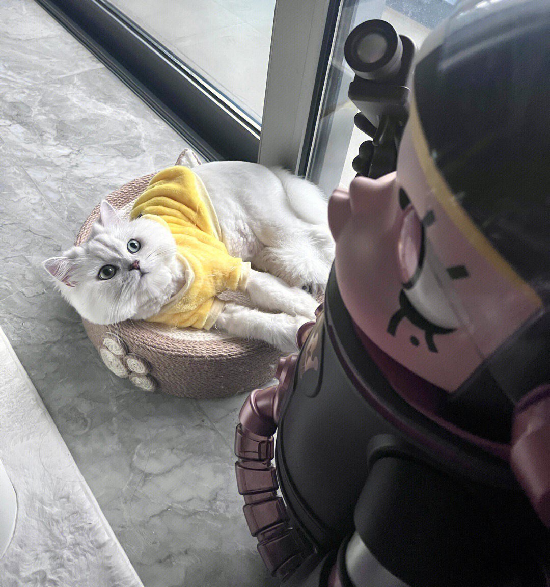 その目はまるで新しいおもちゃを見ているようだ😂