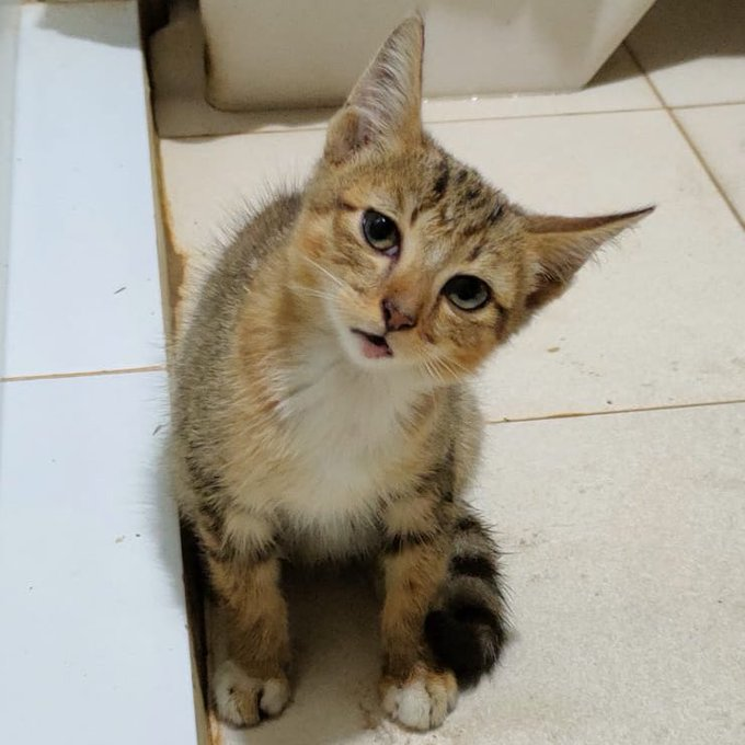 petsfess's tweet photo. malem2 abis ujan jajan seblak eh di bawah gerobaknya ada dia &amp; sendirian aja ngeong2 minta makan. yaudah ku ambil aja bawa pulang😍 pets! https://t.co/G4t8Fo0vOF