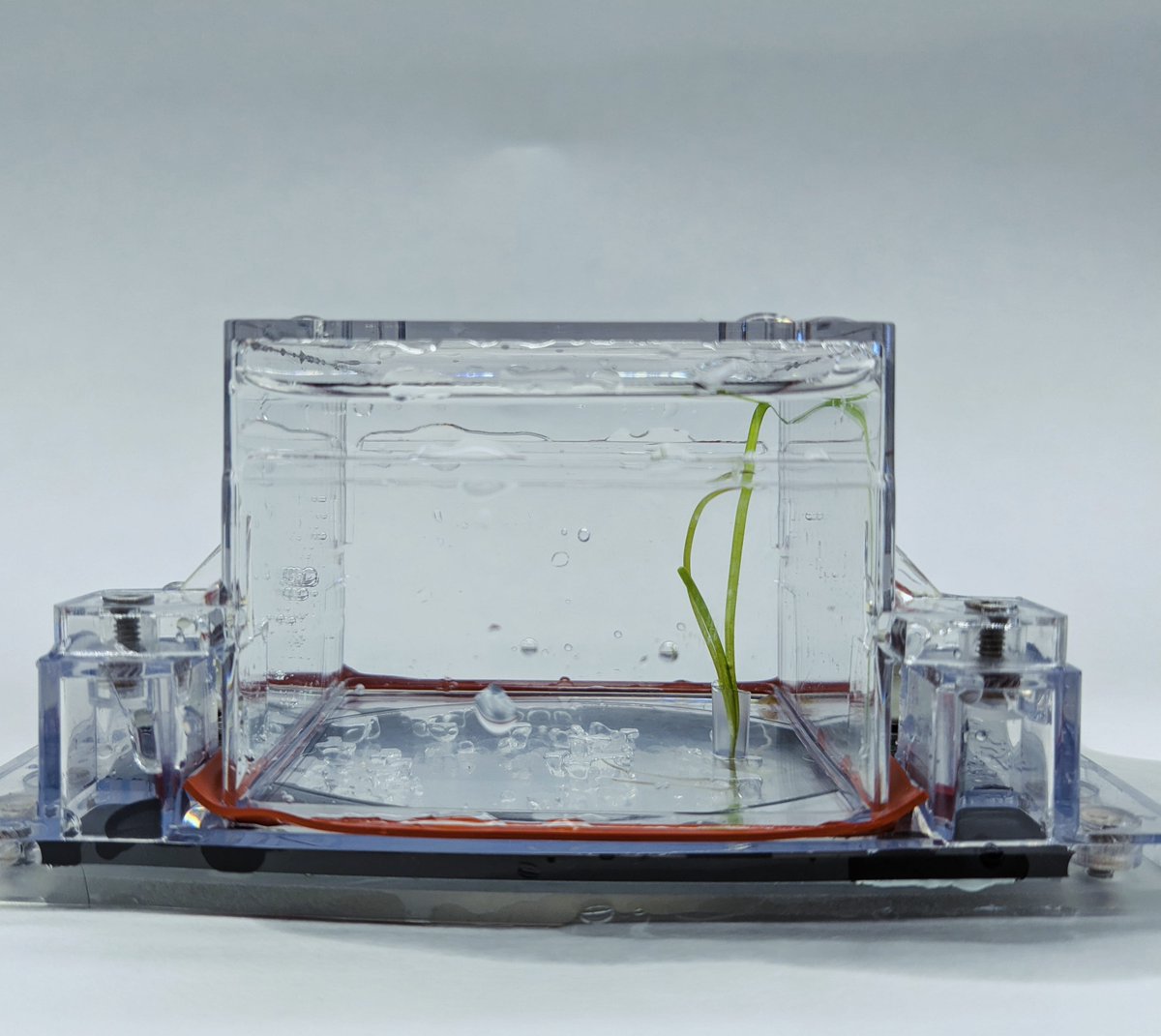 Dr. Gina Chaput (@ginamchaput) on Twitter photo Goodmorning #ISME19! Interested in learning how to use <a href="/LBNLresearch/">Berkeley Lab Research</a> EcoFAB 2.0 for marine systems? Then come to my poster (P3.15.001) 🌱🌊 where we optimized the EcoFAB for #seagrass to monitor shifts in the #microbiome as the plant develops
#marinebiology #plantmicrobiology Goodmorning #ISME19! Interested in learning how to use <a href="/LBNLresearch/">Berkeley Lab Research</a> EcoFAB 2.0 for marine systems? Then come to my poster (P3.15.001) 🌱🌊 where we optimized the EcoFAB for #seagrass to monitor shifts in the #microbiome as the plant develops
#marinebiology #plantmicrobiology