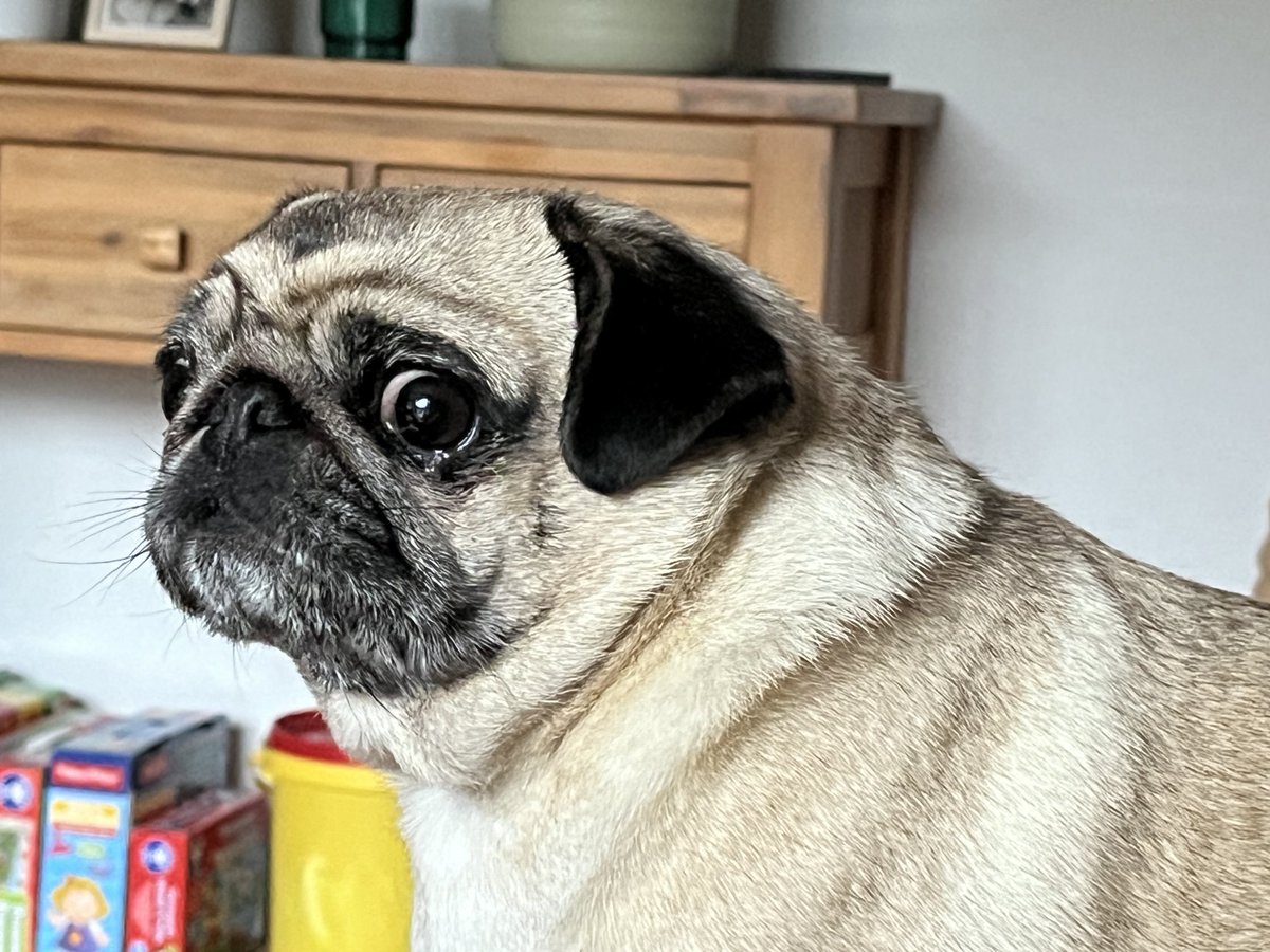 Cornish_MD's tweet photo. Rodney the Pug says good morning everyone . https://t.co/j03p5u4JFk