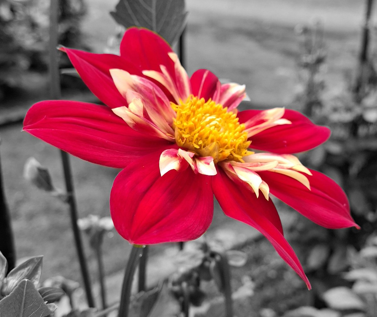 Guten Morgen 🌺
