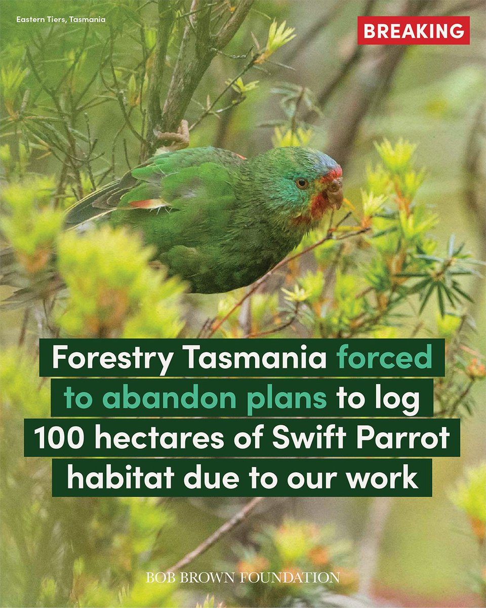 "Due to scientific evidence brought forward by Bob Brown Foundation, Forestry Tasmania have been forced to recognise these forests are crucial #SwiftParrot breeding areas” — our Campaigns Manager, Jenny Weber. bobbrown.org.au/swift-parrot-d… #politas