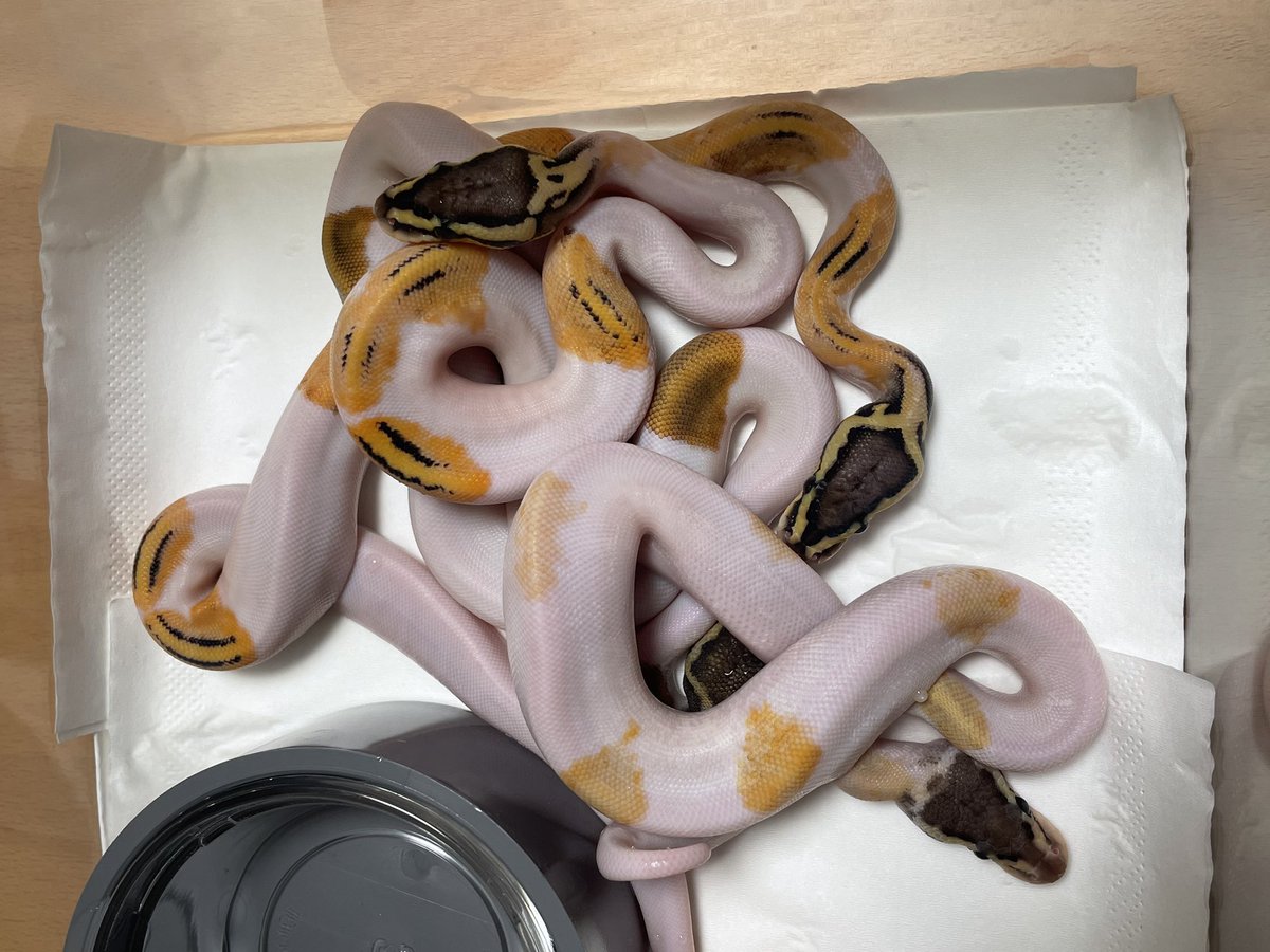 BMMorphsJapan's tweet photo. Clutch #8
Hypo Pied ♂
Pastel Phantom Pied ♀
FS完了✅
#ボールパイソン
#ballpython
#ballgame
#ballin
#hetarmy
#recessivemorphs https://t.co/bXq0Bspn5N