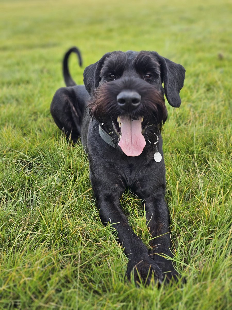 In case you're having a shit day, here's a photo of my cute dog George. That is all