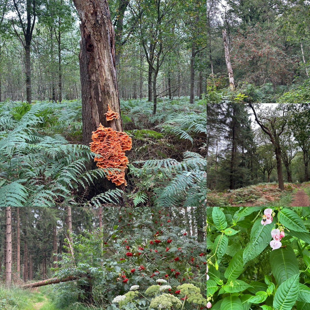 Althea_Browne's tweet image. Morningwalk 8k #clouded #norain