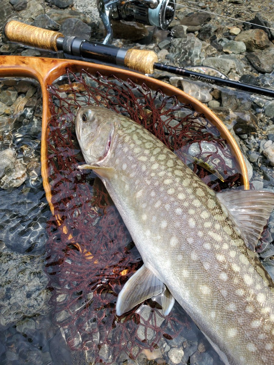 s3ba777's tweet photo. 2024.8.22
閉伊川支流枝沢

#ヤマメ
#山女魚
#イワナ
#岩魚
#ニジマス
#トラウトサーモン
#Sacanaフック https://t.co/6blgIkPrtM