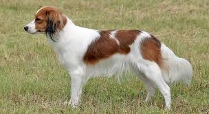 We love documenting the interesting dog breeds that come into the shop. Today we had a Kooikerhondje!