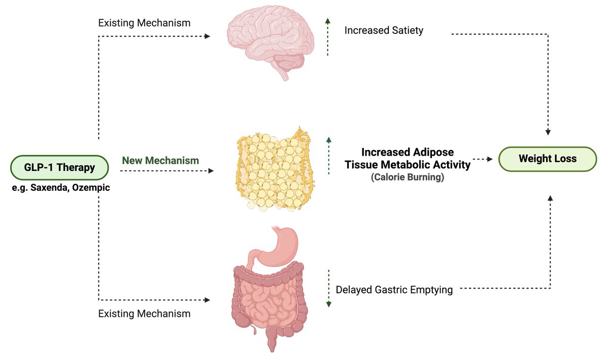 O'Shea & Hogan Lab (@osheahoganlab) on Twitter photo New paper alert!! Out today in <a href="/ObesitySociety/">The Obesity Society</a> journal (DOI: 10.1002/oby.24126) we provide evidence that GLP-1 therapy induced weight loss is not only due to increased satiety and delayed gastric emptying but also increased visceral adipose metabolic activity (energy expenditure) New paper alert!! Out today in <a href="/ObesitySociety/">The Obesity Society</a> journal (DOI: 10.1002/oby.24126) we provide evidence that GLP-1 therapy induced weight loss is not only due to increased satiety and delayed gastric emptying but also increased visceral adipose metabolic activity (energy expenditure)