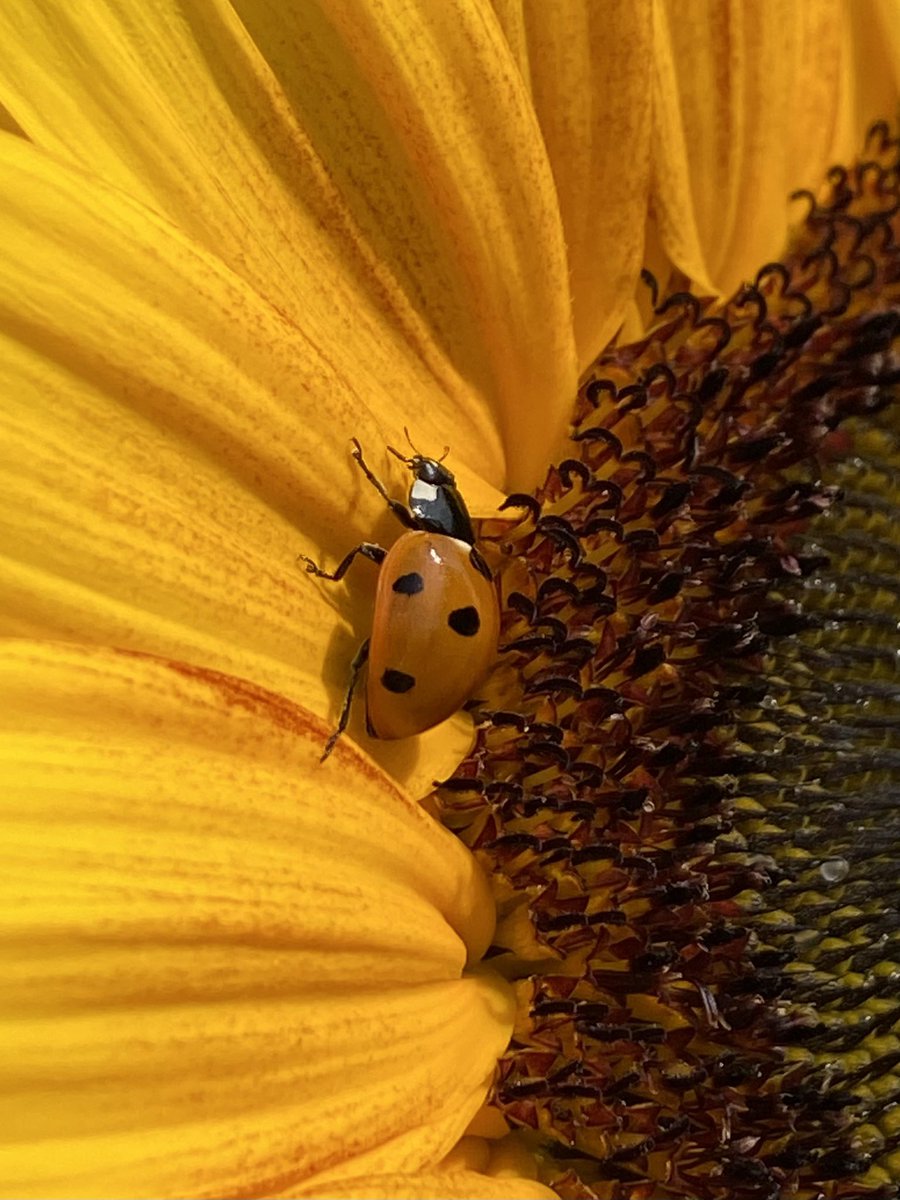 BElliottAuthor's tweet photo. Ladybird on one of my sunflowers 🌻 #InsectonThursday 
Nature close up https://t.co/ev3ULDUtT2