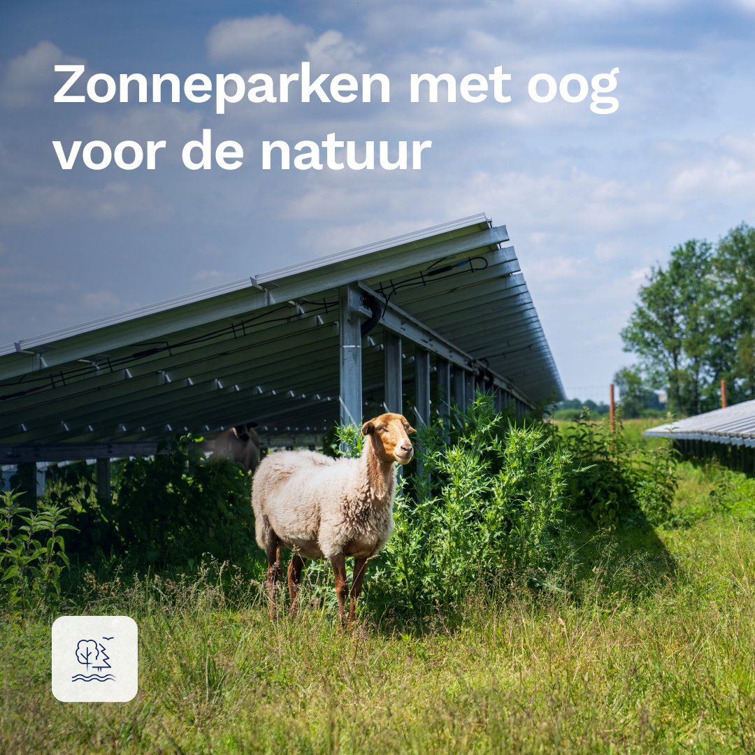 PowerField_'s tweet image. PowerField realiseert #zonneparken die in balans zijn met de #natuur 🌱☀️  Dit is voor ieder project anders en vraagt daarom om maatwerk. Met verschillende specialisten en organisaties zoeken we naar de beste oplossing. Lees meer over onze aanpak: eu1.hubs.ly/H0bTnKz0