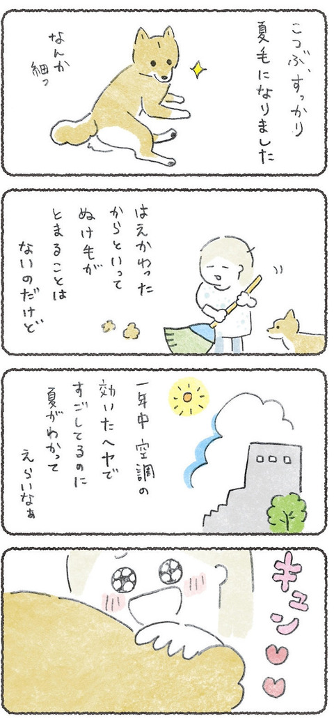 夏毛の犬って肉みがある 