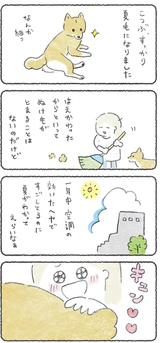夏毛の犬って肉みがある 