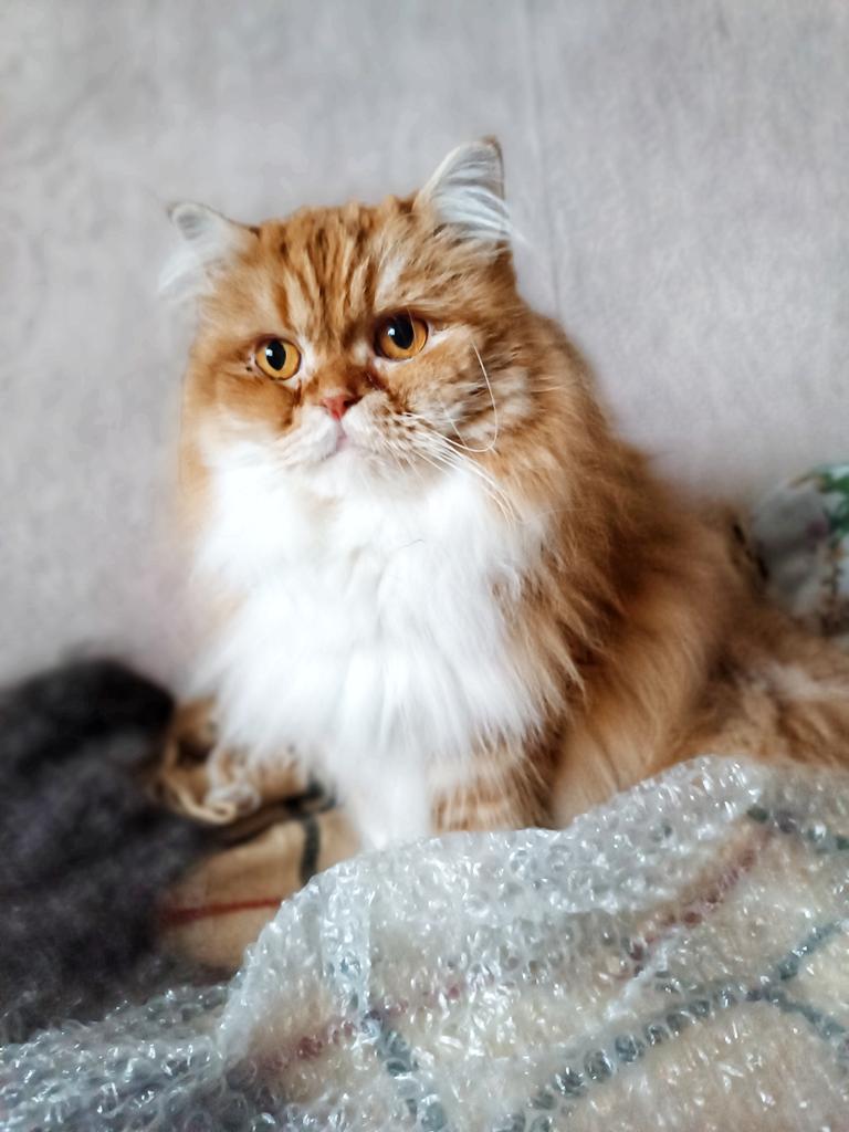 Коточетверговое😺
В последнее время живём от коточетверга до коточетверга...