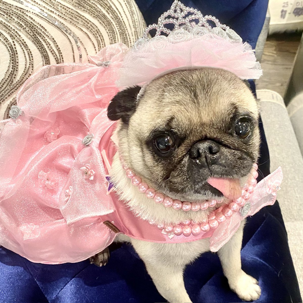 leahnait's tweet photo. @rachelzegler This is u 😂🤣😂🤣😂 morena nieves cara de pug https://t.co/UmvHHbt0kp