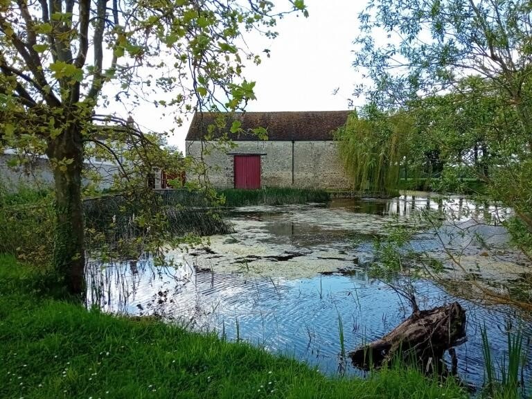 La mare aux grenouilles Musée domaine Port-Royal des Champs à Magny-les-Hameaux