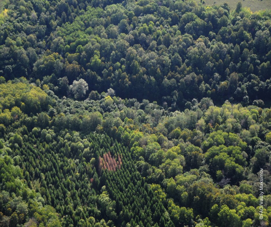 Primary forests store between 141 to 159 gigatons of carbon📈

This reduces the greenhouse gas effect and stabilizes global temperatures, supporting consistent water cycles and ensuring that water remains available in the right quantities and at the right times!