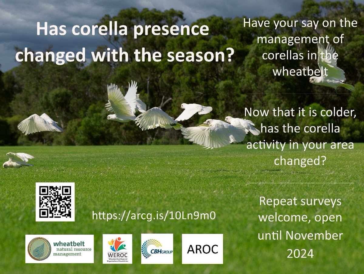Has Corella presence changed with the season? Repeat surveys welcome, open until November 2024. ow.ly/f26A50T3zsI