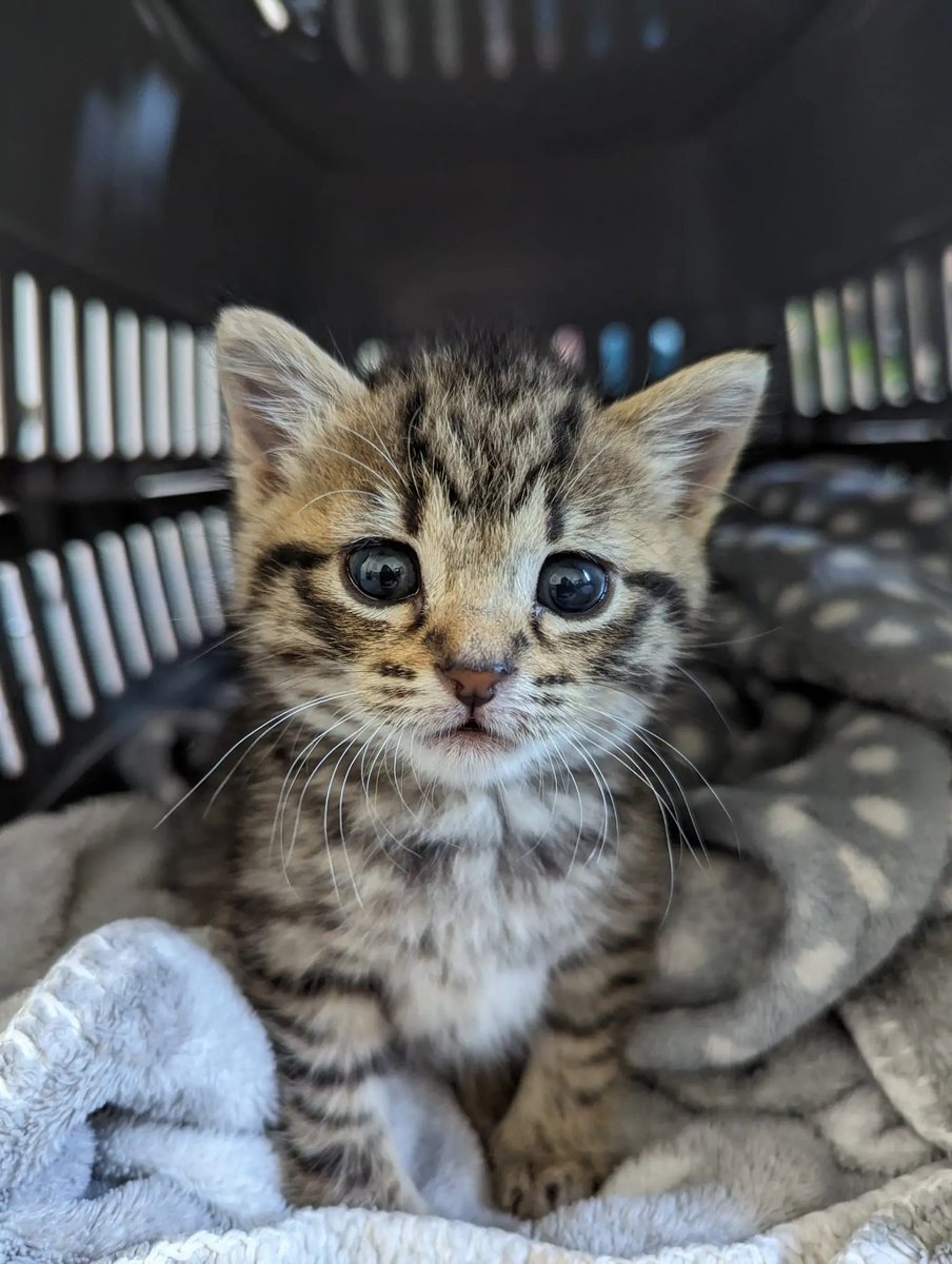 RSPCA Appeals for Information After Kittens Found Tied Up in Bags and Dumped in Bin: The post RSPCA Appeals for Information After Kittens Found Tied Up in Bags and Dumped in Bin appeared first on Katzenworld - Welcome to the world of… dlvr.it/TCDHxr via <a href="/kattavinir/">kattavinir</a>