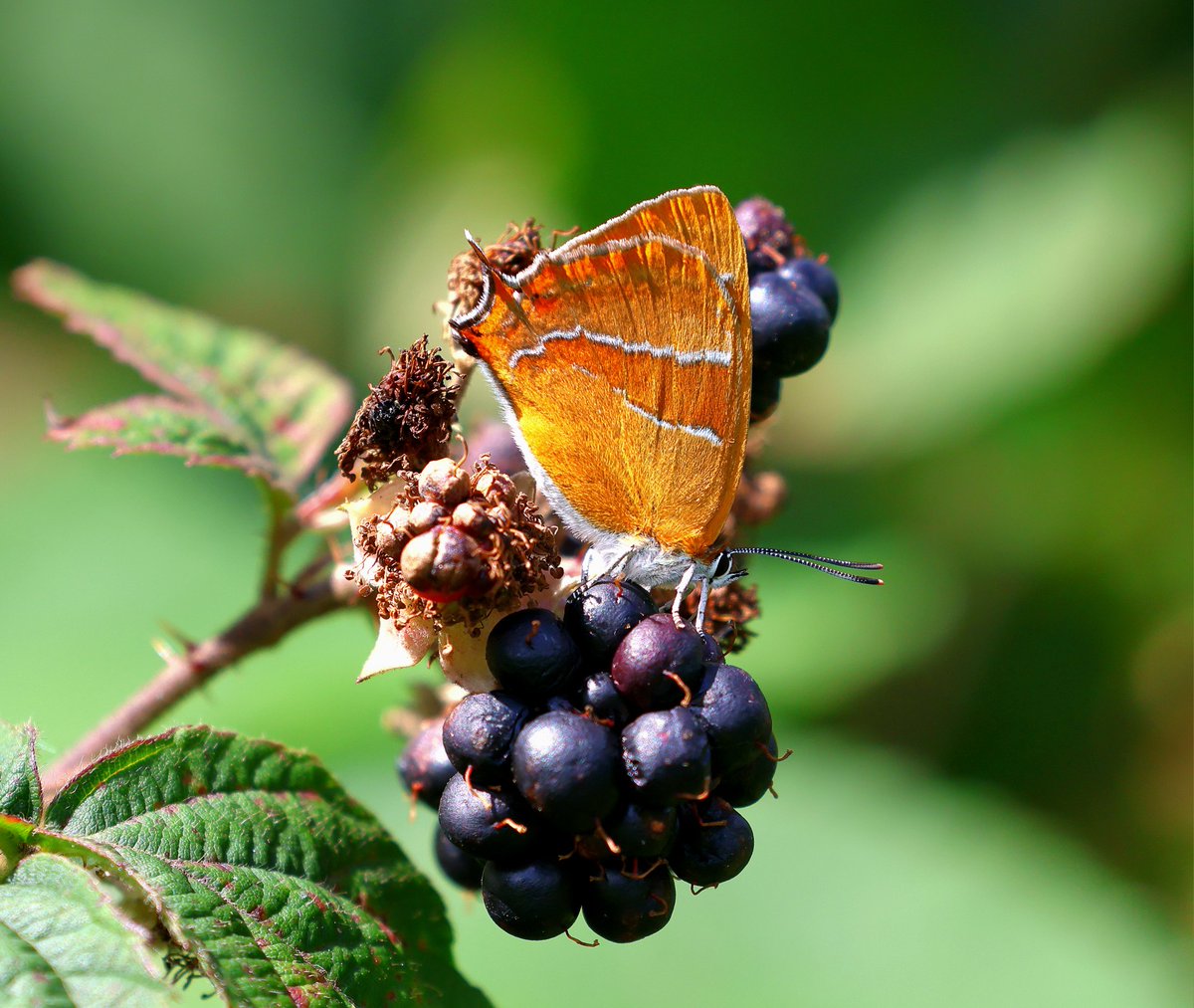 This year's crusade for Brown hairstreaks has sadly come to an end, with visits to Ruislip, Merry Hill &amp; RSPB Otmoor.  It's been slow but rewarding.
All photos taken at Ruislip (Stafford Road Open Space).