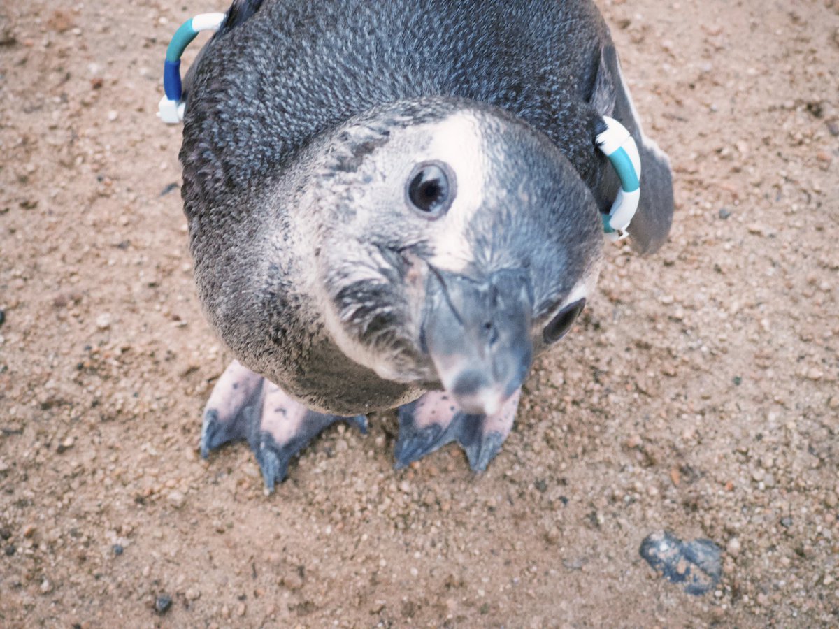 _umigatari_'s tweet photo. 【うみがたり】
亜成鳥にケンカ売られました((((((；ω；)))))ｺﾜｲ

#上越市立水族博物館
#うみがたり
#マゼランペンギン https://t.co/j0PlrQqJtV