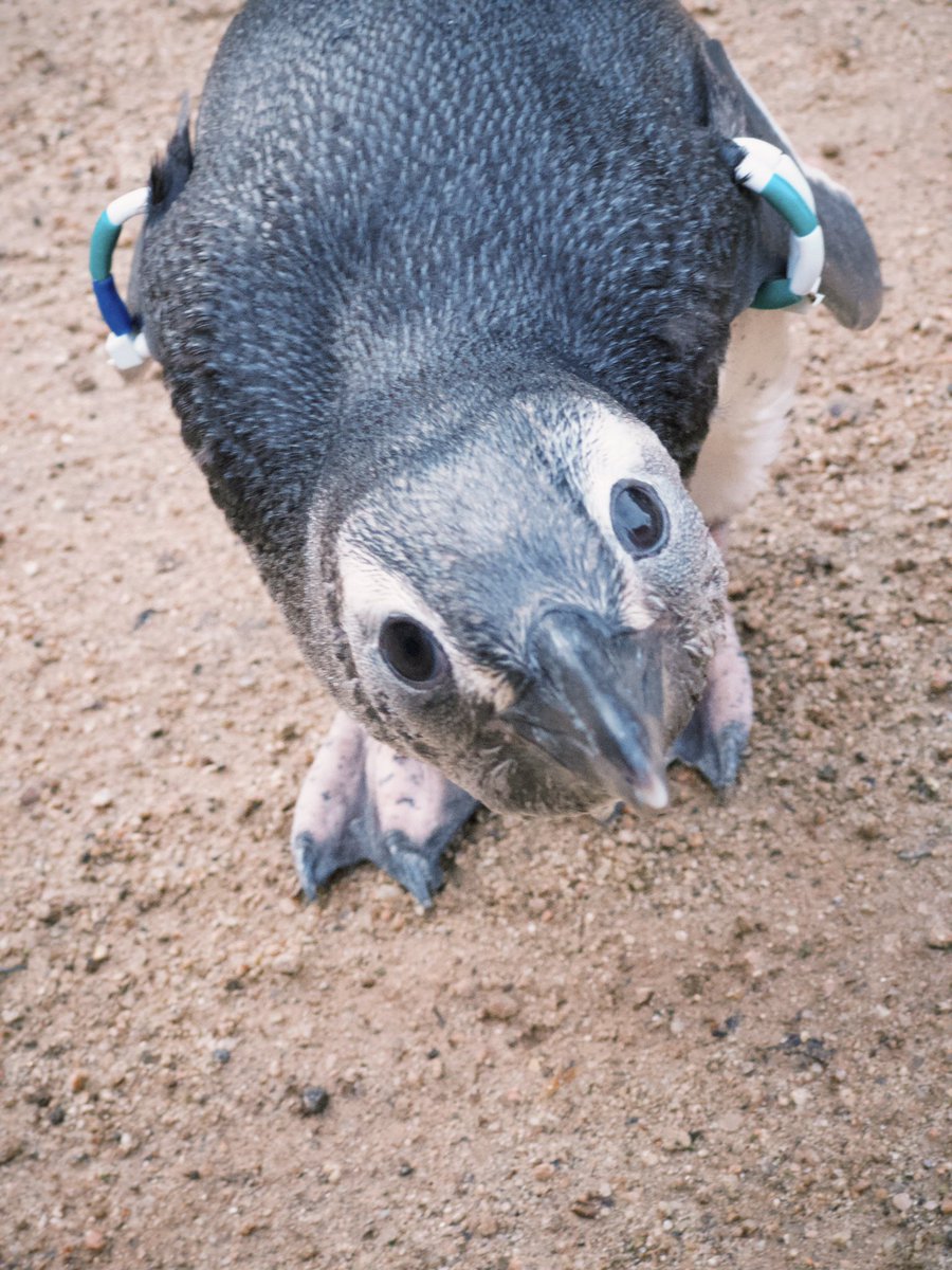 _umigatari_'s tweet photo. 【うみがたり】
亜成鳥にケンカ売られました((((((；ω；)))))ｺﾜｲ

#上越市立水族博物館
#うみがたり
#マゼランペンギン https://t.co/j0PlrQqJtV