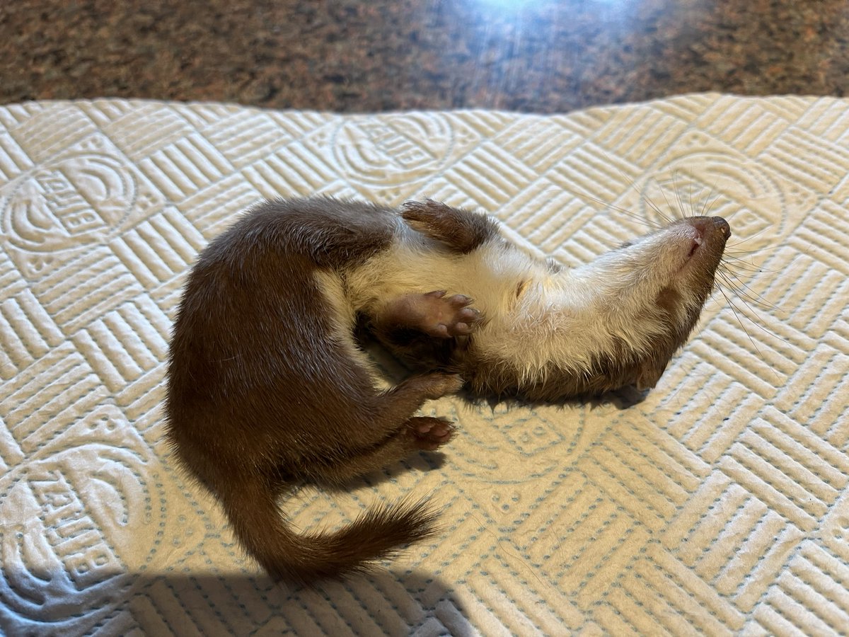 Hilary McGowan🇺🇦 tweet media