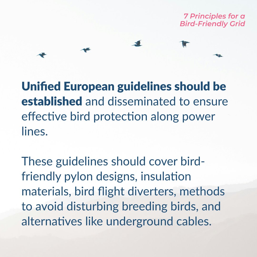 SafeLines4Birds's tweet photo. Our final principle, no. 7, is a 💯
Strong 💪 technical guidelines can provide clear guidance &amp; materials standards used for mitigation efforts such as:

🎨 Pylon designs
↔️ Insulation materials
🛑 Bird flight diverters

Read more here 👉 https://t.co/0Yj1ZYwTKq https://t.co/PSBfW1OCOm