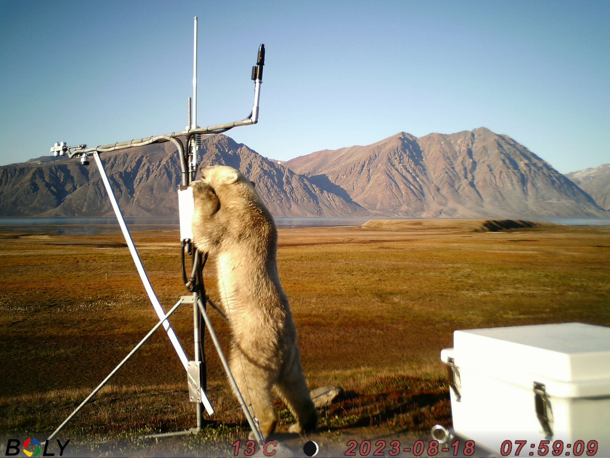 Greenland Ecosystem Monitoring (@gem_arctic) on Twitter photo The GEM Annual Report Cards 2023 are online! Discover the latest on #monitoring in Greenland, challenges, improvements, and exciting data from our main sites at @ZERO - Zackenberg <a href="/ArcticStationUC/">Arctic Station Disko</a>
and <a href="/NuukNERO/">Kobbefjord Research Station</a> Read or download the full version: zurl.co/m4Ul The GEM Annual Report Cards 2023 are online! Discover the latest on #monitoring in Greenland, challenges, improvements, and exciting data from our main sites at @ZERO - Zackenberg <a href="/ArcticStationUC/">Arctic Station Disko</a>
and <a href="/NuukNERO/">Kobbefjord Research Station</a> Read or download the full version: zurl.co/m4Ul