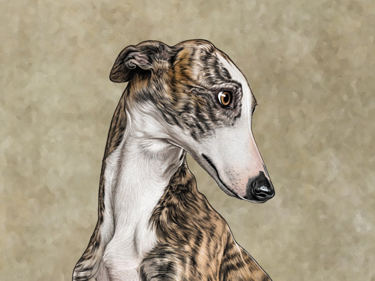 Jour 10 (je triche si je veux), un autre very good boi.
On oublie pas que les galgos sont encore aujourd'hui des chiens martyrisés, battus, torturés et mis à mort dans des conditions atroces. Oui, à quelques km de chez nous. 
Il y a mille façons de les aider, et de les aimer 💙