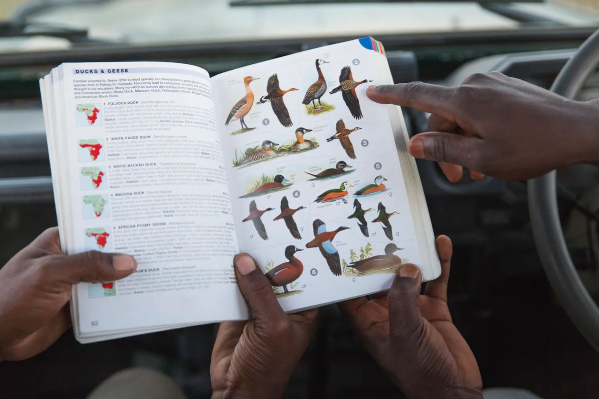 📢Introducing our new article type: Field Guides! Packed with images and illustrations, these guides assist in identifying plants, animals, fungi, and more within specific regions, making them invaluable for exploring and understanding local biodiversity. mdpi.com/journal/encycl…