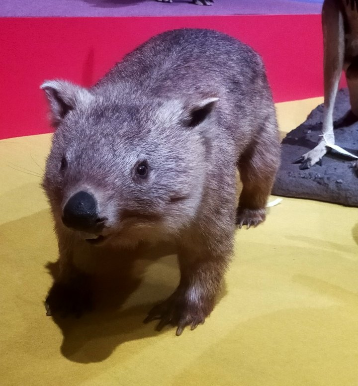 ウォンバット　ぬいぐるみ ウォンバットのぬいぐるみ - 山麓日記帳