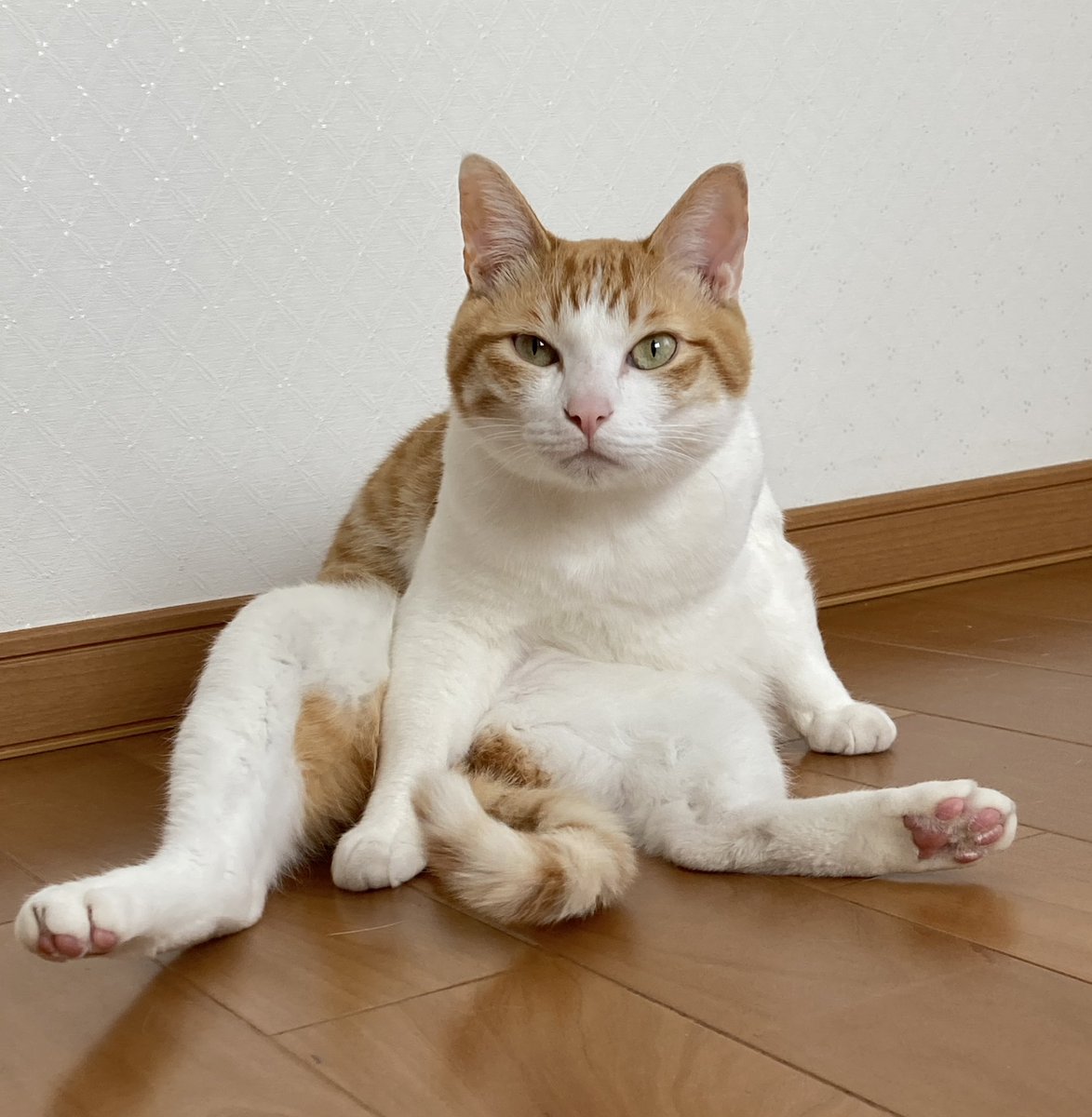 to7moo's tweet photo. 今日は大将の月命日。
もう半年経ったんだね。
寂しさは、全然薄らいでくれないよ。
会いたいなー。
大将がいないと、ダメだよ。 https://t.co/KzFKmlTBTC